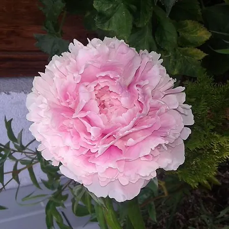 Fabienne - Silvretta Premium Card Betrieb Galtür